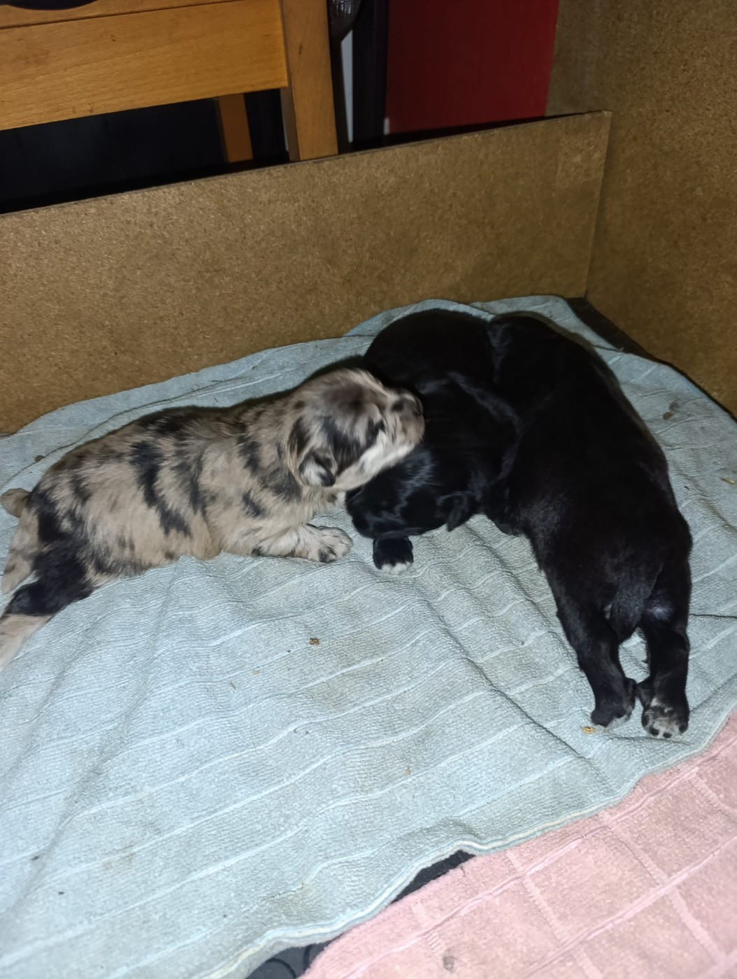 Naissance de 3 males 2 noirs 1 arlequin