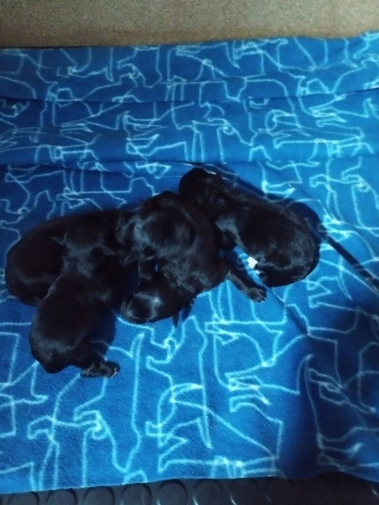 Naissance de 4 males noirs