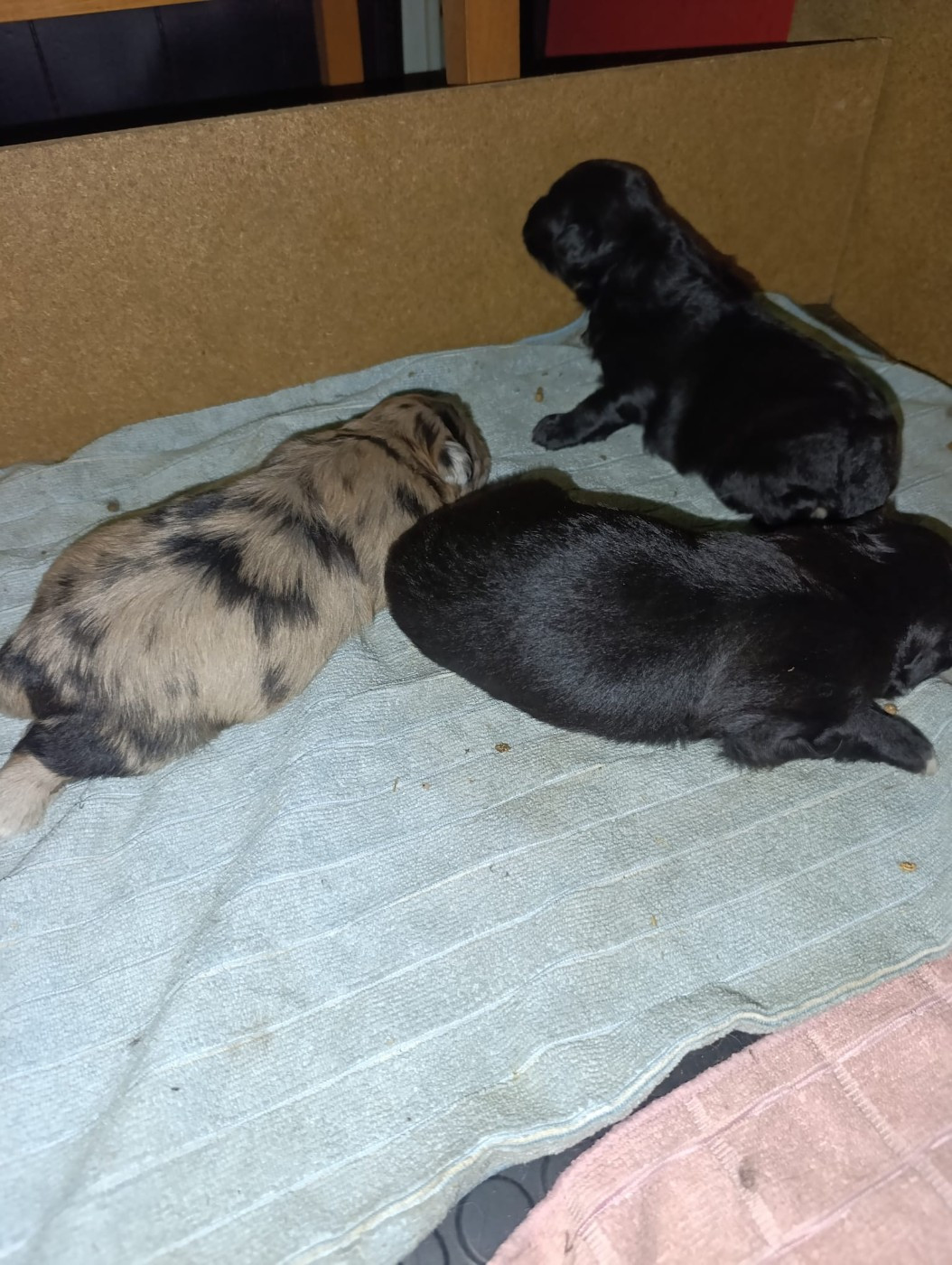 Naissance de 3 males 2 noirs 1 arlequin