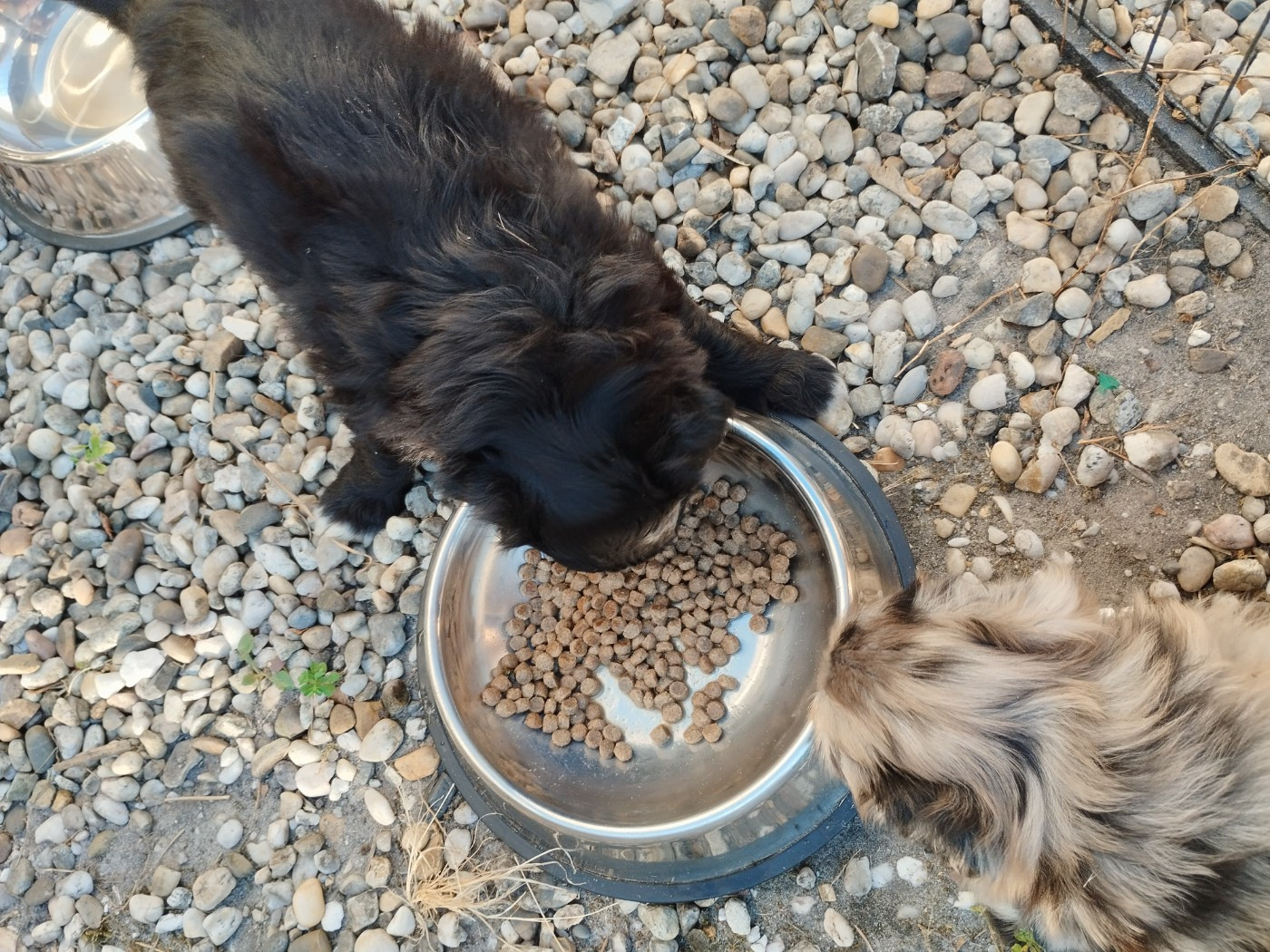 chiots 1 mois