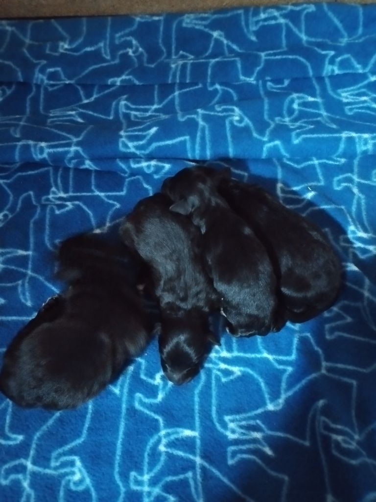 Chiot Berger des Pyrenees à poil long Du Clos de l'Estanquet