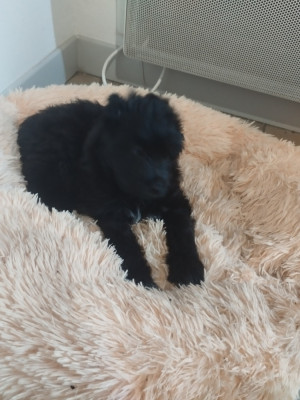 Barkley